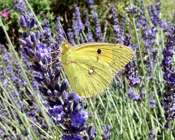 clouded yellow